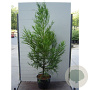 Cryptomeria j. 'Kitayama' 200-250 cm cont. 90L extra