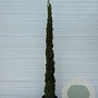 Cupressus sempervirens 250-300 cm 30L