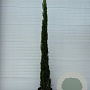 Cupressus sempervirens 250-300 cm 45L