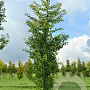 Ginkgo biloba 'Fastigiata' 16-18 HO volle grond