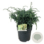 Juniperus chin. 'Blue Alps' 30-40 cm 6,5L