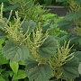 Boehmeria platanifolia GM P9
