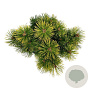 Pinus mugo 'Winter Gold' 30-40 cm 15L