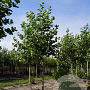 Platanus hispanica 'Pyramidalis' 30-35 HO volle grond