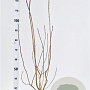 Aronia melanocarpa 100-125 cm 5,0L
