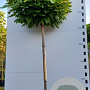 Catalpa bignonioides 'Nana' 250 cm stam 35L 12-14