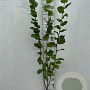 Corylus avellana 150-175 cm 5,0L