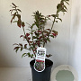 Euonymus alat. 'Compactus' 25-30 cm 3,0L