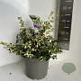 Euonymus fort. Blondy 30-35 cm 5,0L