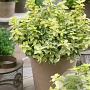 Euonymus fort. Golden Harlequin 40-50 cm 10L