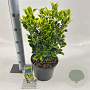 Euonymus jap. 'Aureomarginatus' 35-40 cm 5,0L