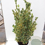 Euonymus jap. 'Bravo' 25-30 cm 2,0L