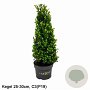 Ilex crenata Dark Green 25-30 cm 3,0L kegel potgekweekt