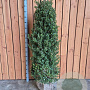 Ilex crenata Dark Green 125-150 cm met kluit struik