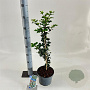 Ilex meserv. 'Blue Princess' 30-40 cm 3,0L