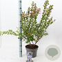 Lagerstroemia i. With Love Babe 40-60 cm 5,0L