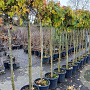 Liquidambar s. 'Gum Ball' 150 cm stam 35L 10-12