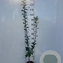 Mespilus germanica 100-125 cm 2,0L