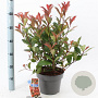 Photinia fraseri Carré Rouge 60-70 cm 5,0L