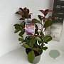 Photinia fraseri 'Red Robin' 30-40 cm P17