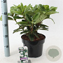 Rhododendron 'Gomer Waterer' 30-40 cm 5,0L