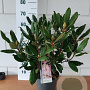 Rhododendron pont. 'Roseum' 40-50 cm 5,0L