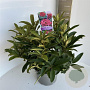 Rhododendron 'Wilgen's Ruby' 40-50 cm 5,0L