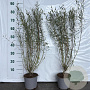 Salix purpurea 'Nana' 60-80 cm 2,0L