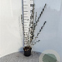 Salix repens nitida 40-60 cm 2,0L