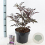 Sambucus nigra Black Lace 30-40 cm 5,0L
