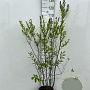 Spiraea billardii 100-110 cm 5,0L