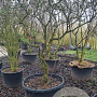 Viburnum burkwoodii 200-250 cm cont. 250L solitair