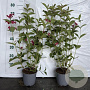 Weigela 'Bristol Ruby' 40-60 cm 2,0L