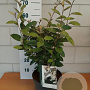 Elaeagnus ebbingei 40-50 cm 5,0L