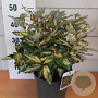 Elaeagnus ebb. Maryline 40-50 cm 5,0L