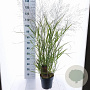 Panicum virgatum 'Squaw' 60-90 cm 6,5L