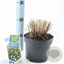 Pennisetum al. 'Little Bunny' 25-30 cm 2,0L