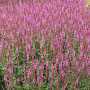 Salvia nem. 'Amethyst' GM 2,0L