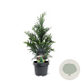 Chamaecyparis l. 'Columnaris' 50-60 cm 3,0L