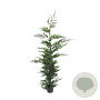 Cupressocyparis leylandii 175-200 cm 7,5L Gestokt
