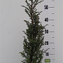 Juniperus comm. 'Hibernica' 50-60 cm 5,0L
