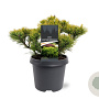 Pinus mugo 'Carsten's Wintergold' 25-30 cm 5,0L