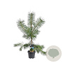 Pinus sylvestris 80-100 cm 5,0L