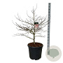 Acer pal. 'Garnet' 100-125 cm cont. 55L extra