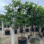 Castanea sativa 250-300 cm cont. 130L meerstammig