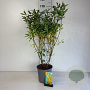 Forsythia int. 'Spectabilis' 60-80 cm cont. 65L
