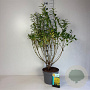 Forsythia int. 'Spectabilis' 100-125 cm 10L