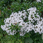 Kalmia lat. 'Elf' 30-40 cm 5,0L