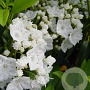 Kalmia lat. 'Snowdrift' 30-40 cm 3,0L