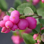 Symphoricarpos Pink Blizzard 30-40 cm C1.5